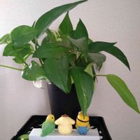 ポトス,観葉植物,リビング,癒し♡,ｵｹﾂの日の画像