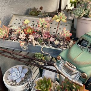 エケベリア属,ジャンクガーデン,かわいいな♡,植中毒,タニラーの画像