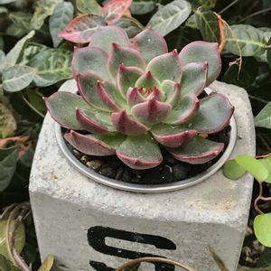 エケベリア ルドルフ,エケベリア属,紅葉多肉,渋い,愛媛タニラーの画像