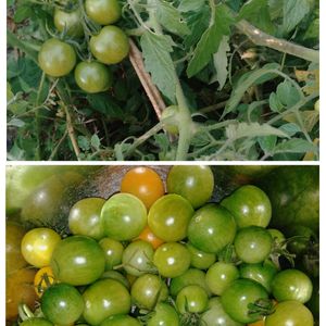 ミニトマト,青いミニトマト,ミニトマトのピクルス♪,小さな庭の画像