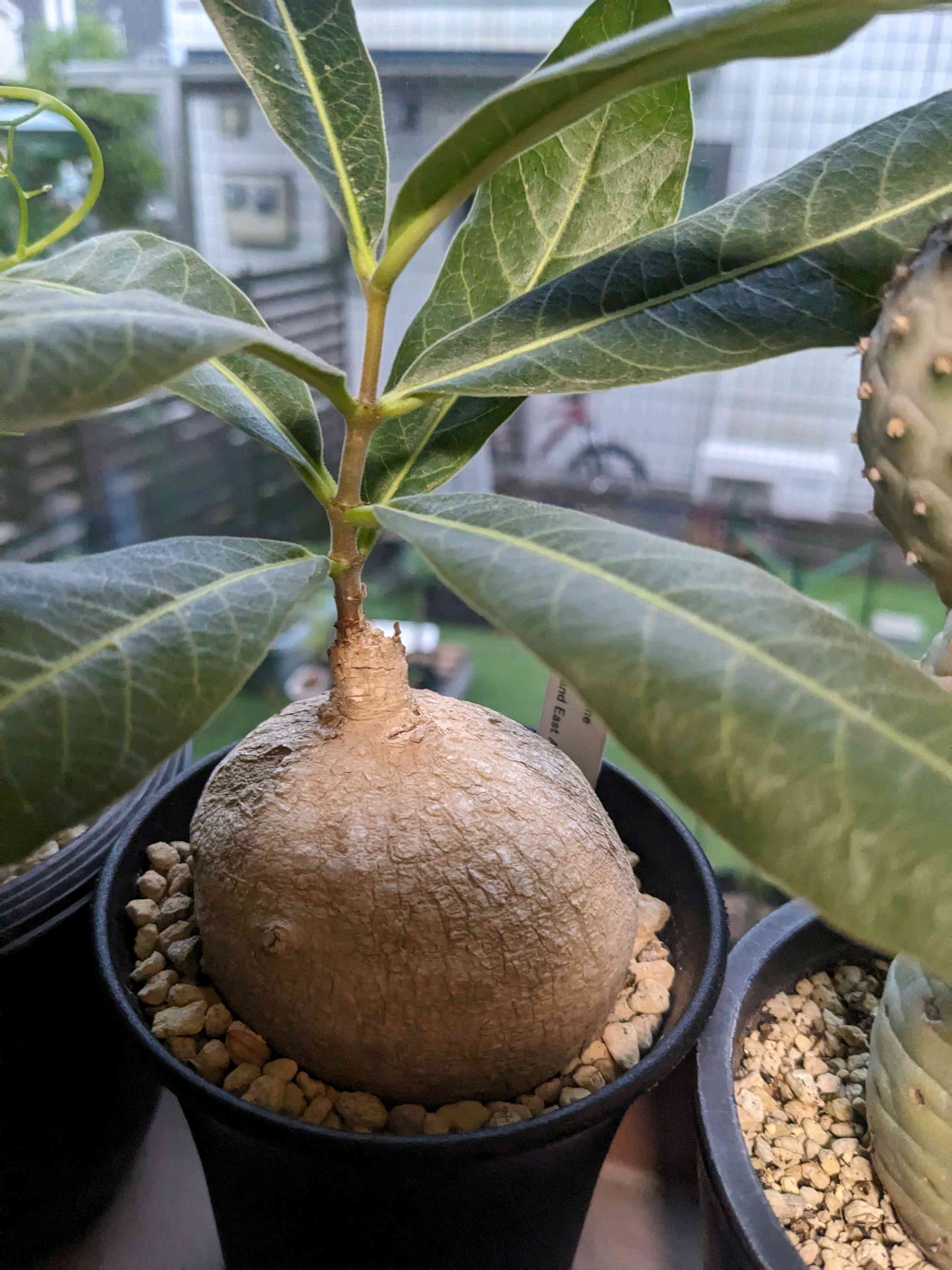 ラフィオナクメ ベルチナ セール中 ラフィオナクメ ベルチナ 巨大 塊根