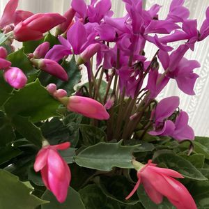 シクラメン,ミニバラ,デンマークカクタス,バラ アイスバーグ,薔薇大好きの画像