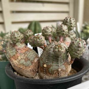 オベサブロウ,子株,鉢植え,ユーフォルビア,多肉大好きの画像
