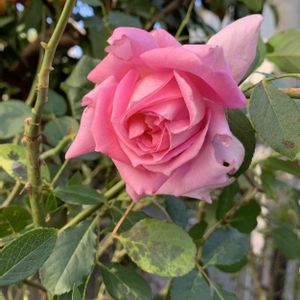 美しい,花のある暮らし,ナチュラルスタイル,スマホ撮影,ありがとう♡の画像