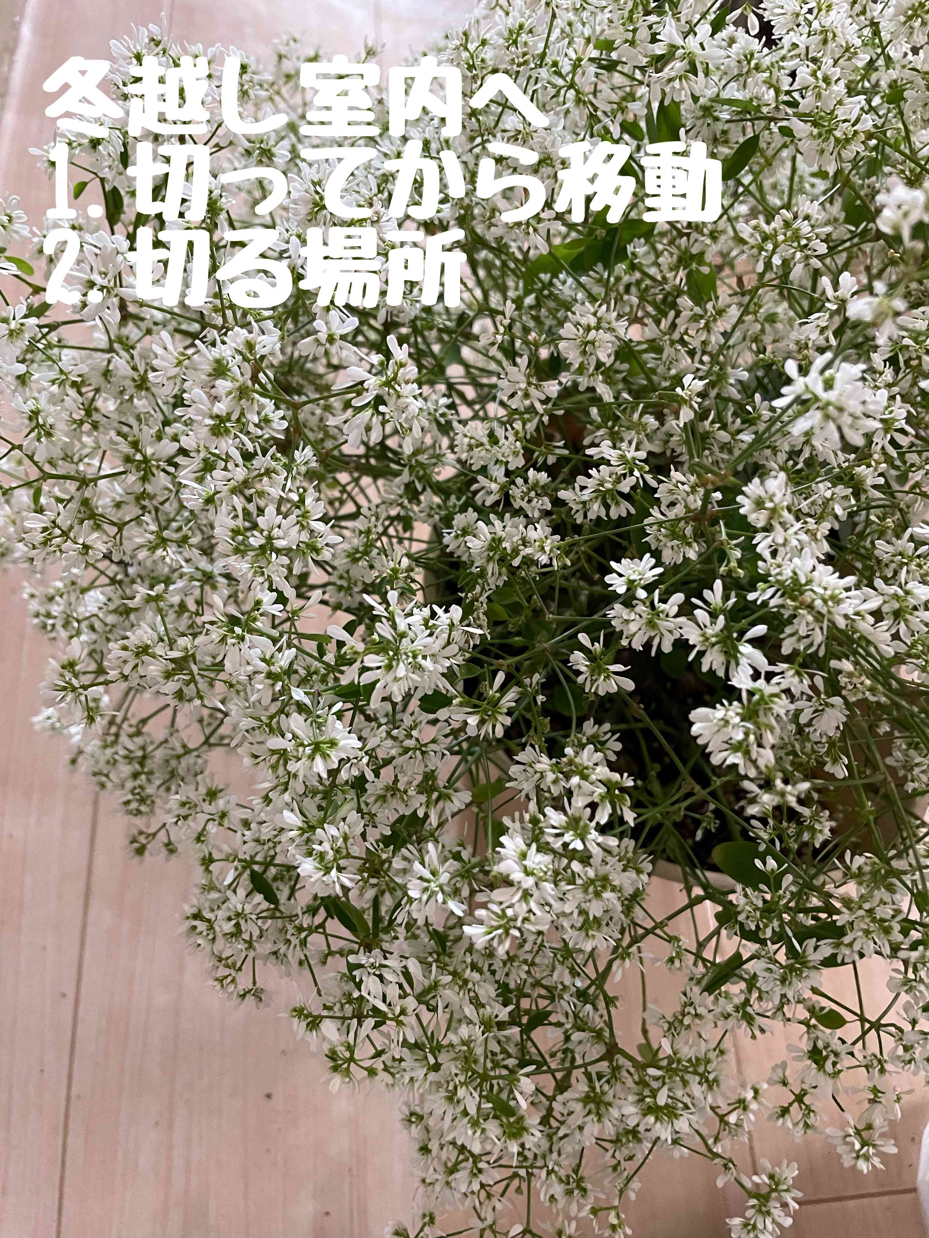 ユーフォルビア 9cm ダイヤモンドフロスト、スターブラスト(オマケ付き) ユーフォルビア 《 ダイヤモンドスター 》 | グリーンギャラリー