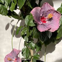 ハイビスカス　ケイト,ハイビスカス　ケイト,花のある暮らし,iPhone撮影,キュンキュン乙女倶楽部の画像