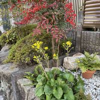 小さな庭,アプローチ,玄関アプローチの画像