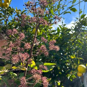 柚子,ウドの花,ウド,ご近所さん,ちっちゃいものクラブの画像