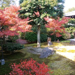 モミジ(紅葉),いつもありがとう♡,庭園,花のある暮らし,秋の葉っぱの画像