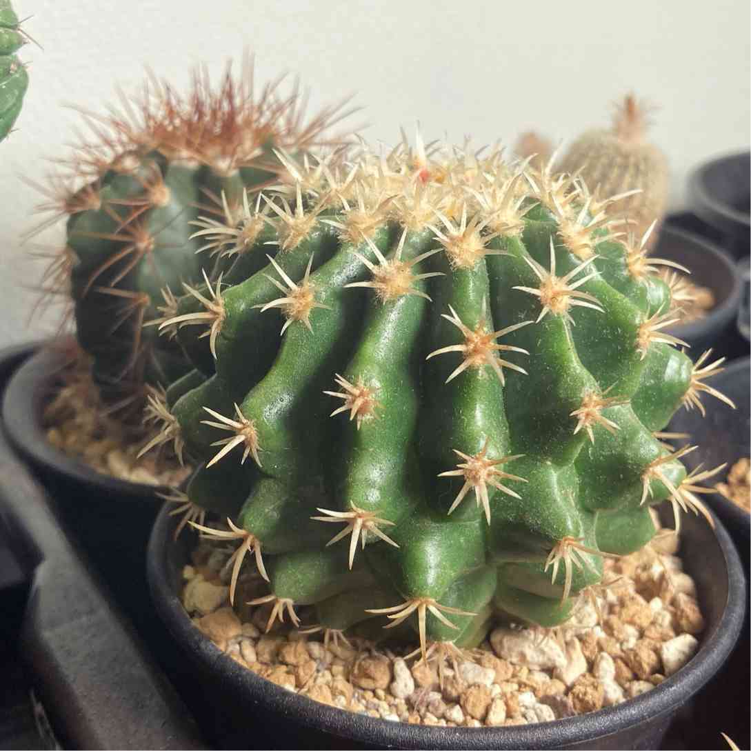 狂刺金鯱の一覧｜🍀GreenSnap（グリーンスナップ）