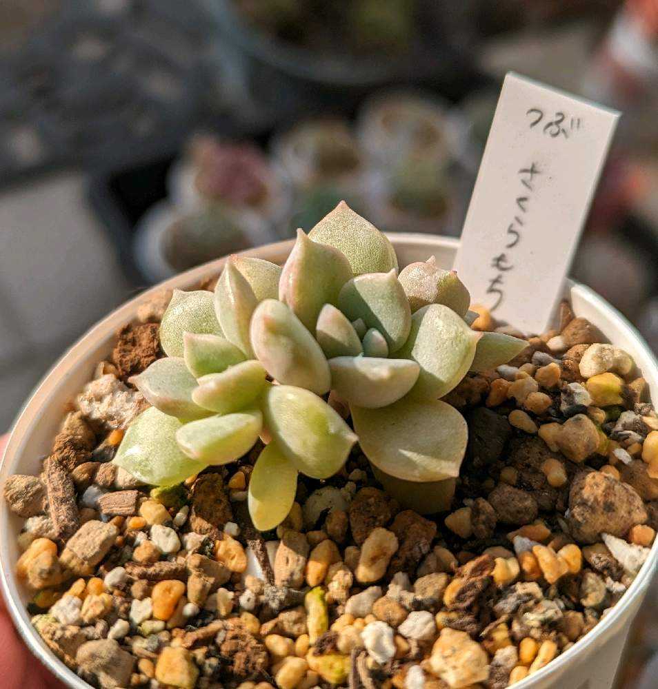 多肉植物 つぶつぶ屋交配種 カット苗②