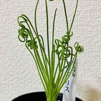 アルブカ スピラリス,多肉植物,観葉植物,塊根植物,鮮やか の画像