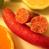ミカン,レモン,ライム,柑橘 フィンガーライム,柑橘 フィンガーライムの画像