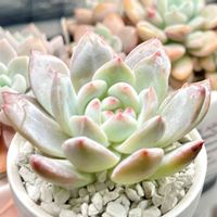 苺大福×ラウイ,成長記録 苺大福×ラウイ,神奈川タニラー,多肉男子,多肉植物園ナイト営業中✩.*˚の画像