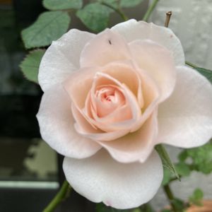 ミニバラ,ミニバラ,花のある暮らし,庭の画像