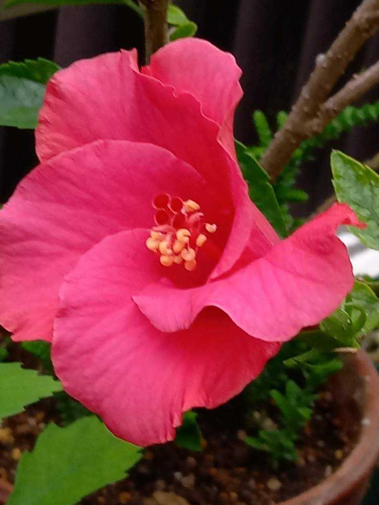 ハイビスカス八重咲き挿し木成功抜き苗