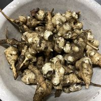 キクイモ,菊芋,キク科,北アメリカ原産,初収穫の画像