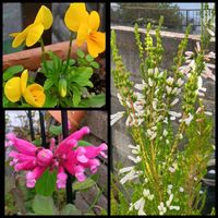 サルビア・インボルクラータ,寄せ植え,鉢植え,地植え,花のある暮らしの画像