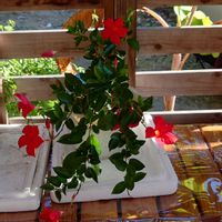 サンパラソル,ウッドデッキ,お庭のお花,平和を願う,サンパラソル♡の画像