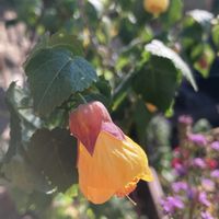 アブチロン,私のお庭,アブチロンひこぼし⭐️,金曜キラキラ,下を向いて咲くお花シリーズ♪の画像