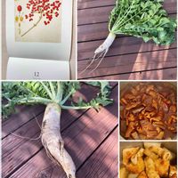 ガマズミ,大根,今日のお花,おいしい暮らし,カレンダーの日の画像
