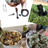 ツメレンゲ,白雪ミセバヤ,アドニス,サンデルシー,クラッスラ属の画像