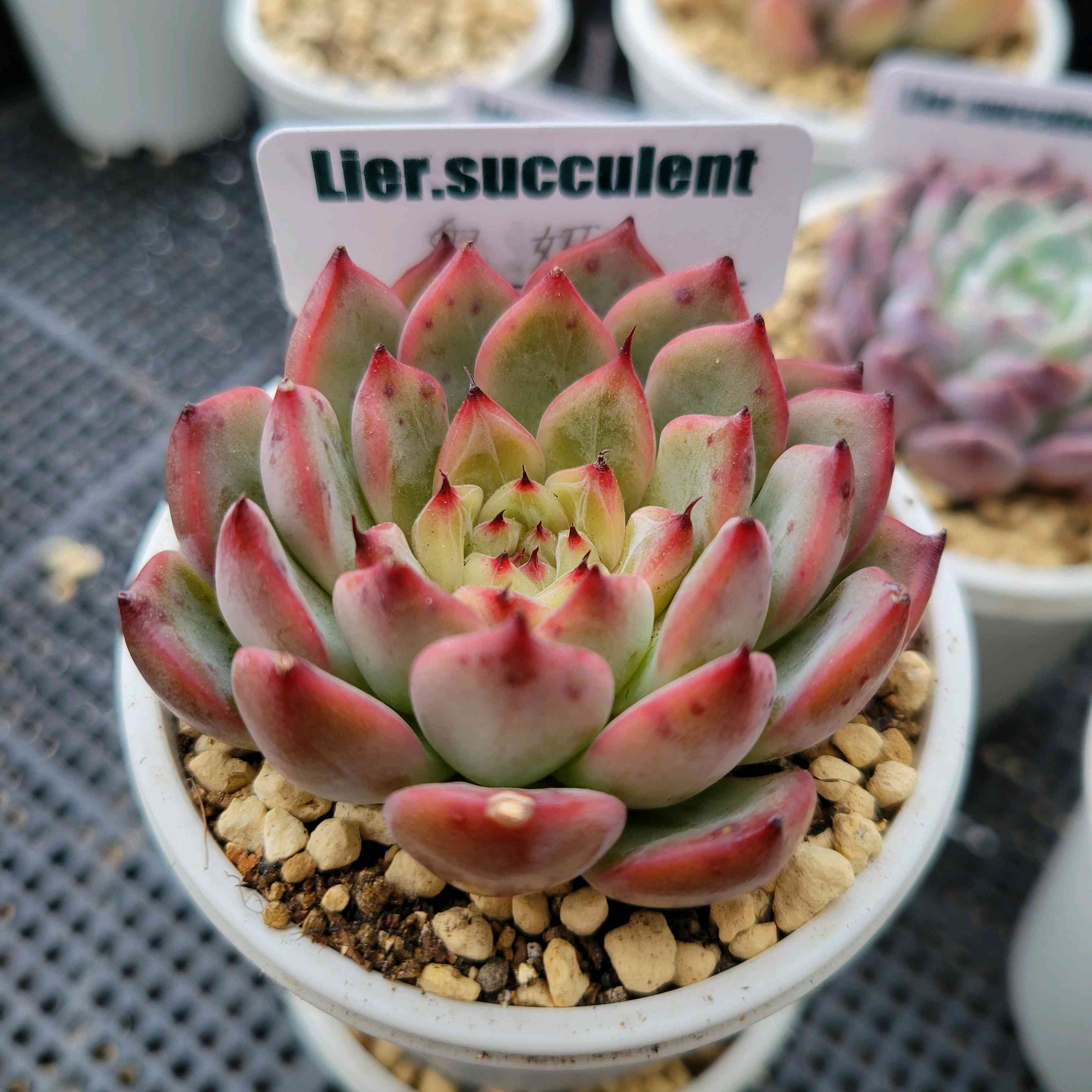 鬼姫｜🍀GreenSnap（グリーンスナップ）