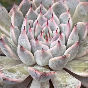 多肉植物,観葉植物,ガーデニング,ナチュラルガーデン,多肉植物 エケベリアの画像