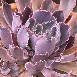 多肉植物,観葉植物,ガーデニング,多肉植物 エケベリア,手作りの庭の画像