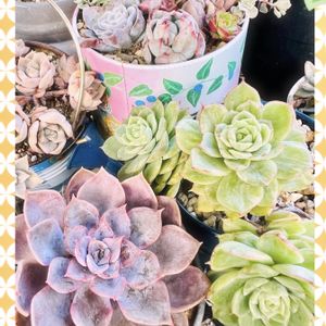 ピンクシャンペーン,多肉植物,紅葉する多肉,エケベリア属,多肉植物の紅葉の画像