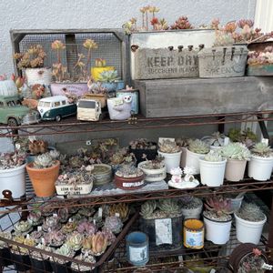 エケベリア属,ジャンクガーデン,かわいいな♡,植中毒,タニラーの画像
