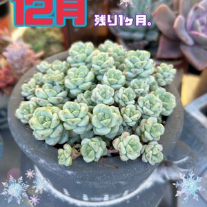 ペレスデラロサエ,多肉植物,紅葉する多肉,可愛い鉢,癒し…♡の画像