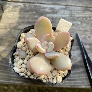 ロメオルビン×ラウイ,タニラー,多肉女子,多肉植物 多肉の有るくらし,小さな庭の画像