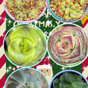 サボテンも好き,多肉女子,アガベ好き,観葉植物好き,多肉婆さんの画像