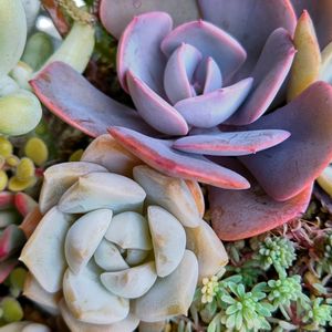 白牡丹,ダスティローズ,多肉植物,エケベリア属,寄植えの画像