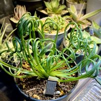 アルブカスピラリス フリズルシズル,球根植物,植物のある暮らし,LOVE GREEN,マジカルプランツの画像