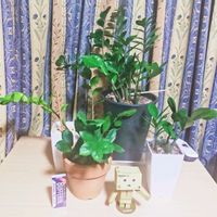 ザミオクルカス ザミーフォリア,ザミオクルカス ザミーフォリア,観葉植物,ダイソー,室内の画像