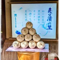 モミジ,苔(コケ),大根,ダイコン,今日のお花の画像