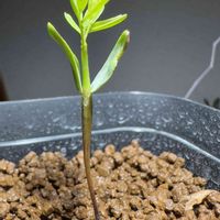 多肉,センナ・メリディオナリス,多肉植物,観葉植物,実生の画像