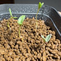 多肉,サルコカウロン・パターソニー,多肉植物,観葉植物,塊根植物の画像