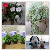 ニチニチソウ,パンジー,アイビー,白妙菊,毎月2日はスヌーピーの日の画像