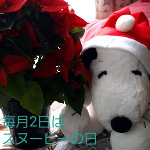 ポインセチア,リビング,花言葉,GS3年生,クリスマス月間の画像