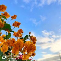 ブーゲンビリア,イベント,沖縄,植木市,中部広域グリーンフェスタの画像