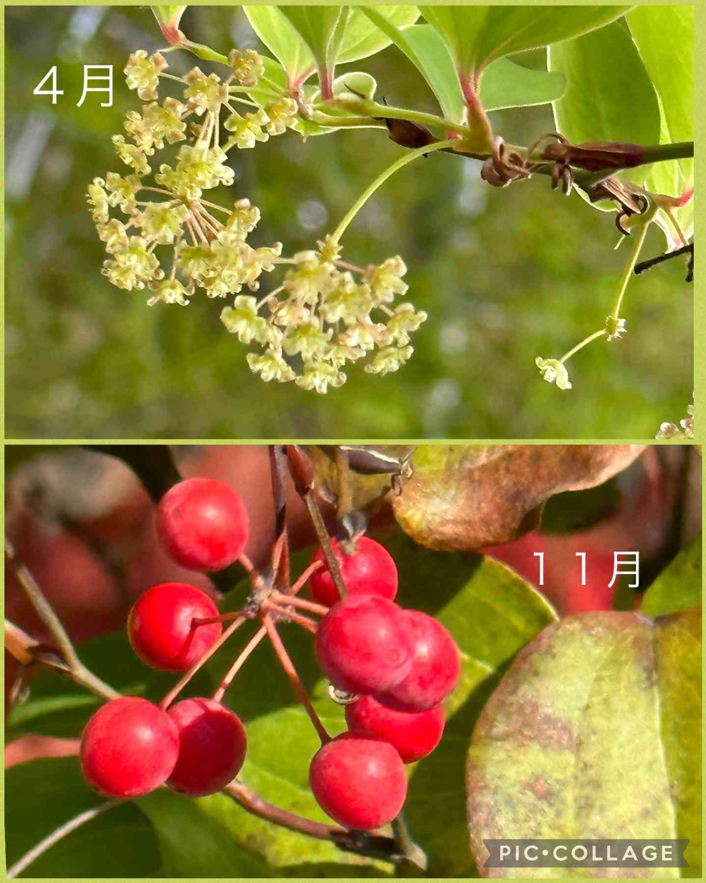 サンキライの投稿画像 by よっちゃん(˘͈ᵕ ˘͈♡)ஐさん｜赤い実と花の