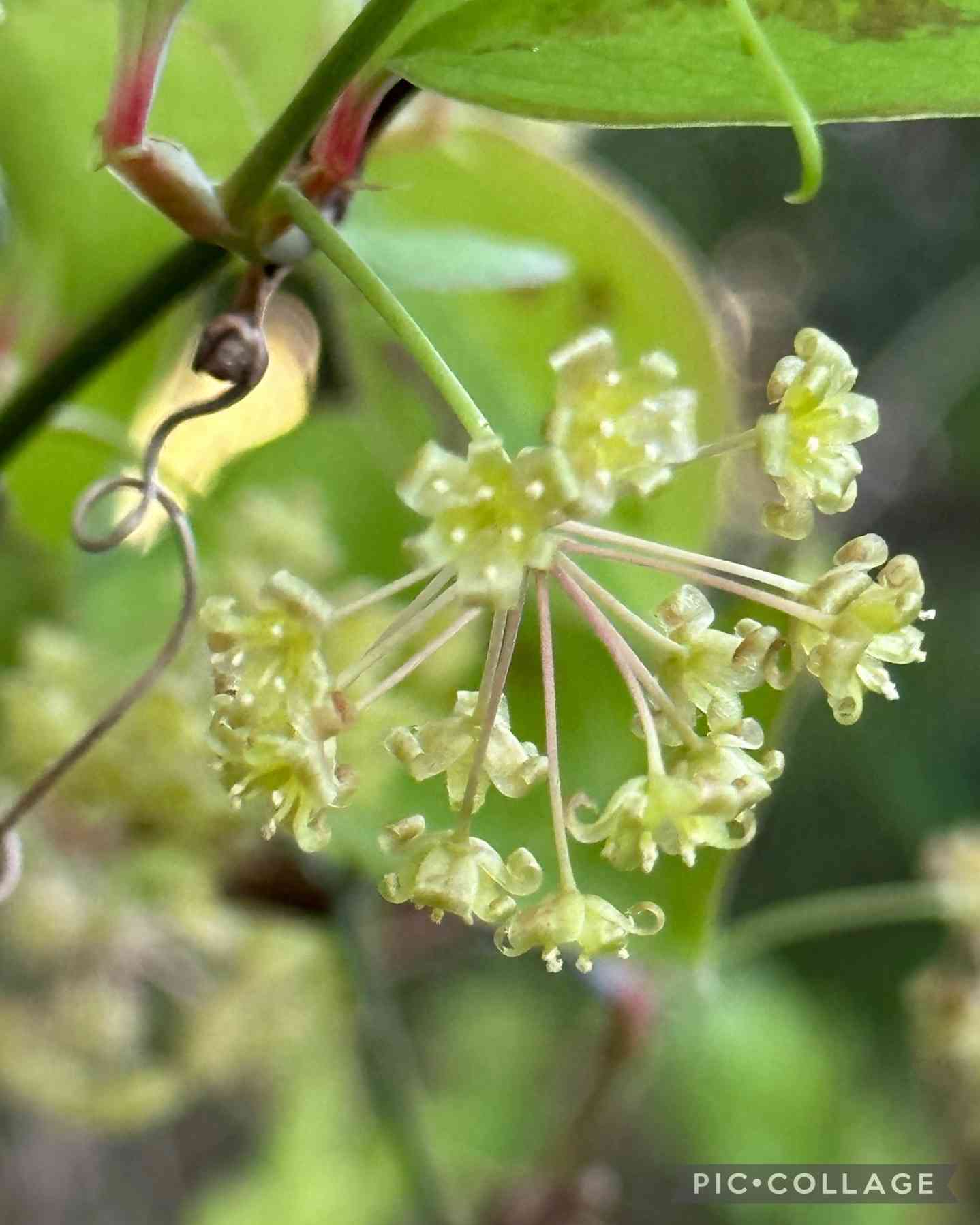 サンキライの投稿画像 by よっちゃん(˘͈ᵕ ˘͈♡)ஐさん｜赤い実と花の