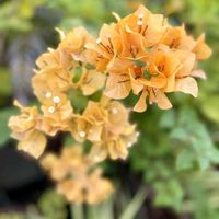 ブーゲンビリア,ブーゲンビリア,かわいい,花壇,ガーデニングの画像