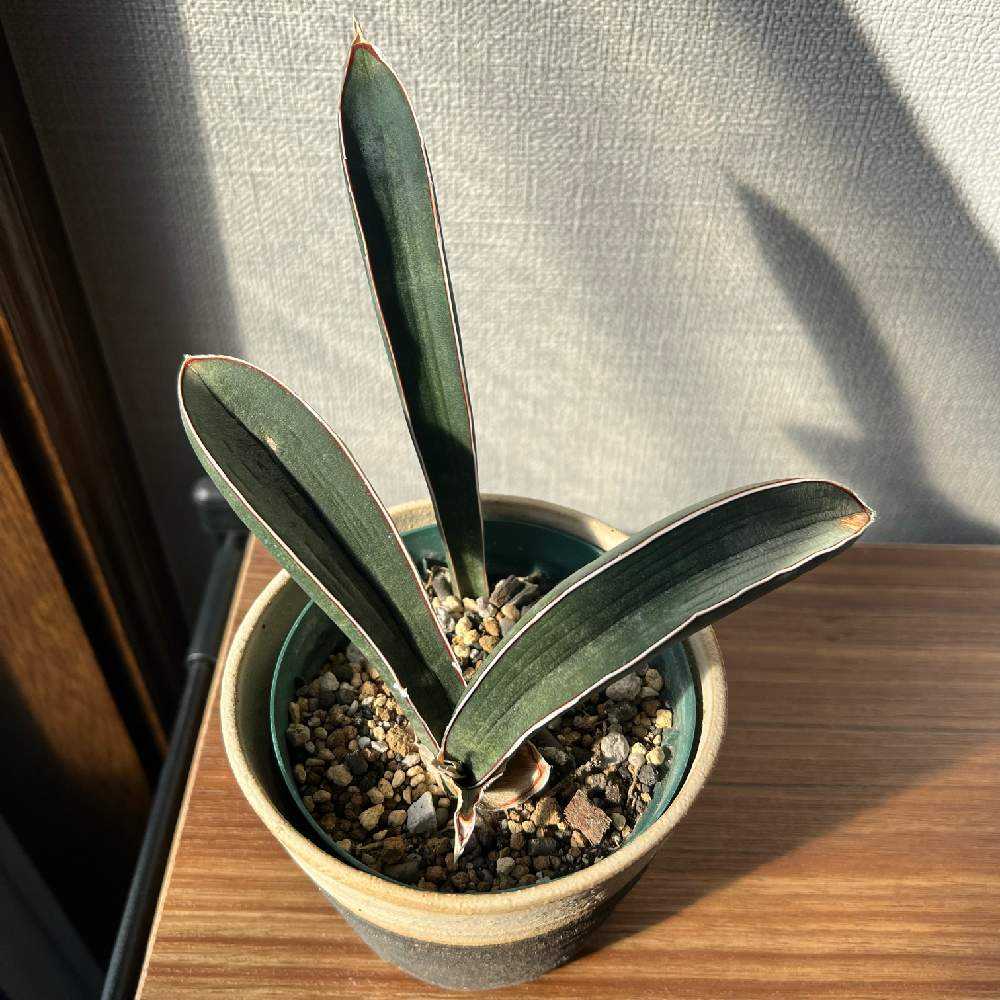 サンスベリア ハリー ベースボールバット｜🍀GreenSnap（グリーン