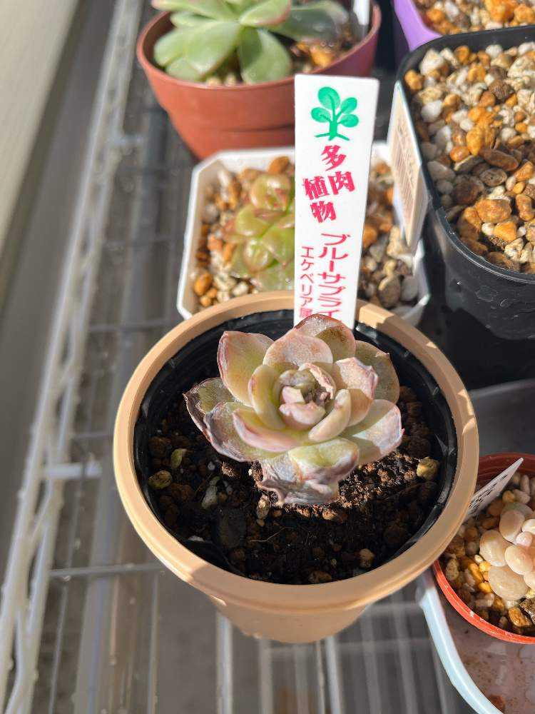 ブルーサプライズ成長記録｜🍀GreenSnap（グリーンスナップ）