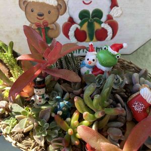 クリスマス,100均,多肉の寄せ植え,クリスマス寄せ植え,多肉初心者の画像