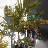 トックリヤシ,マニラヤシ,観葉植物,ヤシ,熱帯植物の画像